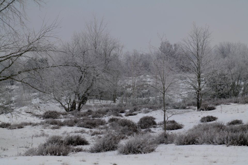 Döberitzer Heide with snow 2021-02-14 90