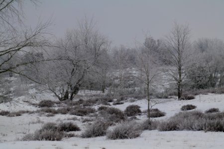 Döberitzer Heide with snow 2021-02-14 90