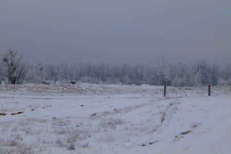 Döberitzer Heide with snow 2021-02-14 66
