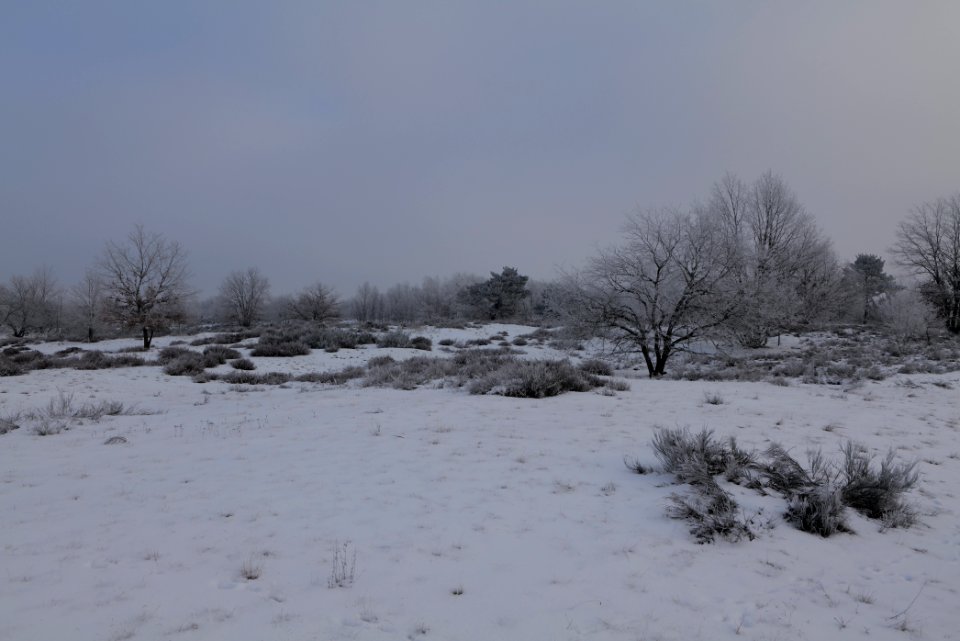 Döberitzer Heide with snow 2021-02-14 85