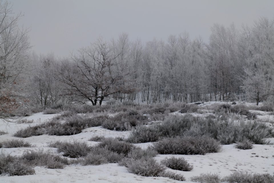 Döberitzer Heide with snow 2021-02-14 95