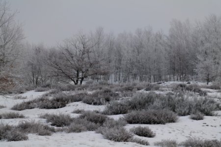 Döberitzer Heide with snow 2021-02-14 95