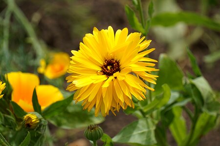 Yellow nature floral photo