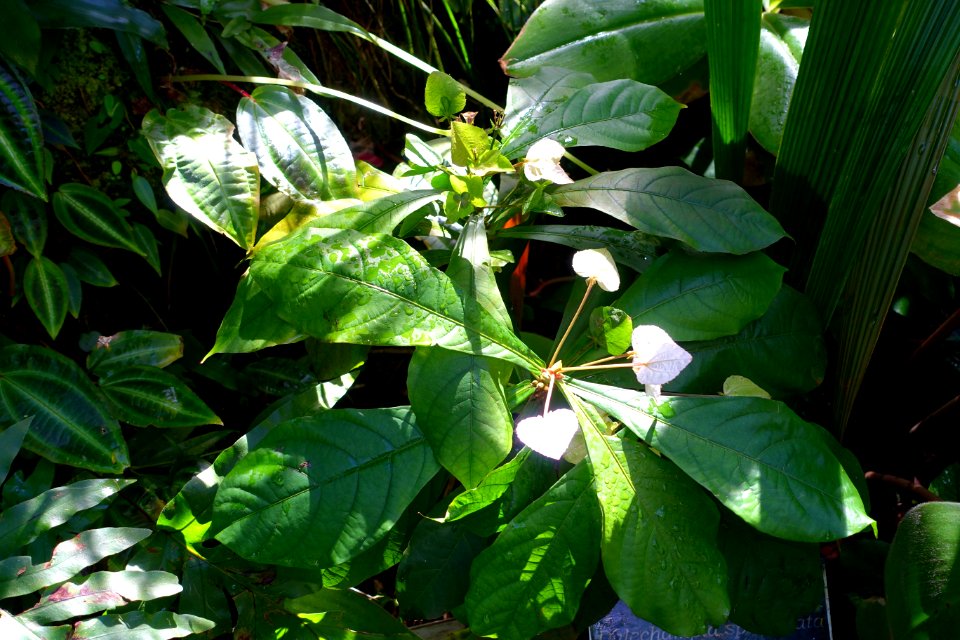 Dalechampia spathulata - Marie Selby Botanical Gardens - Sarasota, Florida - DSC00980