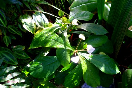 Dalechampia spathulata - Marie Selby Botanical Gardens - Sarasota, Florida - DSC00980