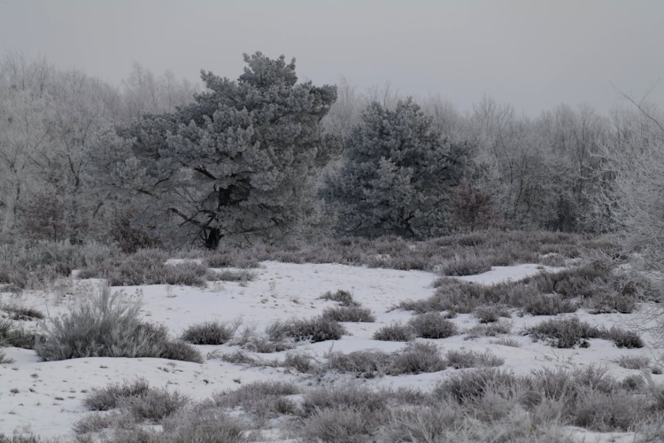 Döberitzer Heide with snow 2021-02-14 94