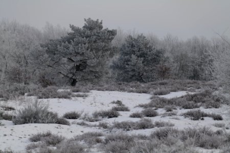 Döberitzer Heide with snow 2021-02-14 94