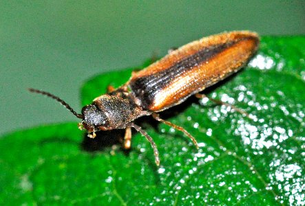 Dalopius-marginatus-02-fws