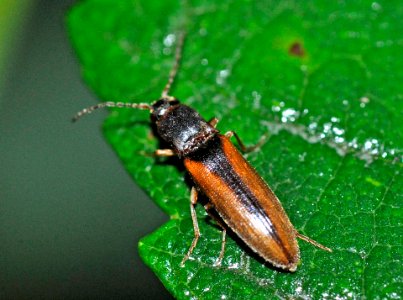 Dalopius-marginatus-03-fws