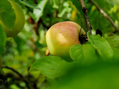 Dülmener Rosenapfel Freilichtmuseum Roscheider Hof Frucht H6