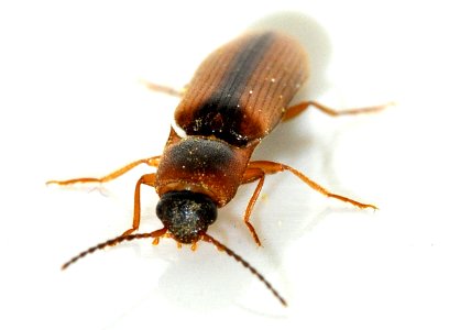 Dalopius-marginatus-13-fws
