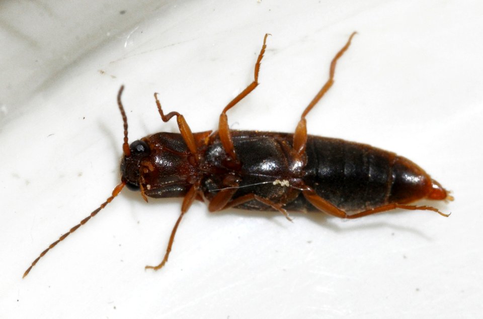 Dalopius-marginatus-10-fws