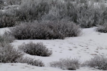 Döberitzer Heide with snow 2021-02-14 98