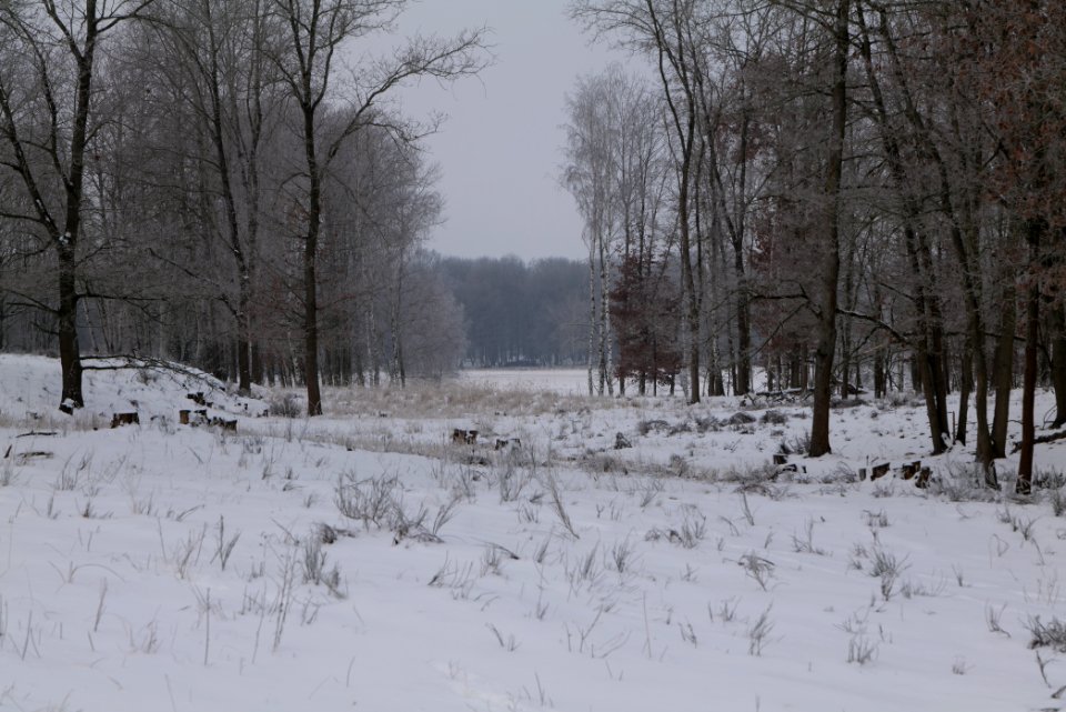 Döberitzer Heide with snow 2021-02-14 75