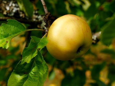 Dülmener Rosenapfel Freilichtmuseum Roscheider Hof Frucht H9