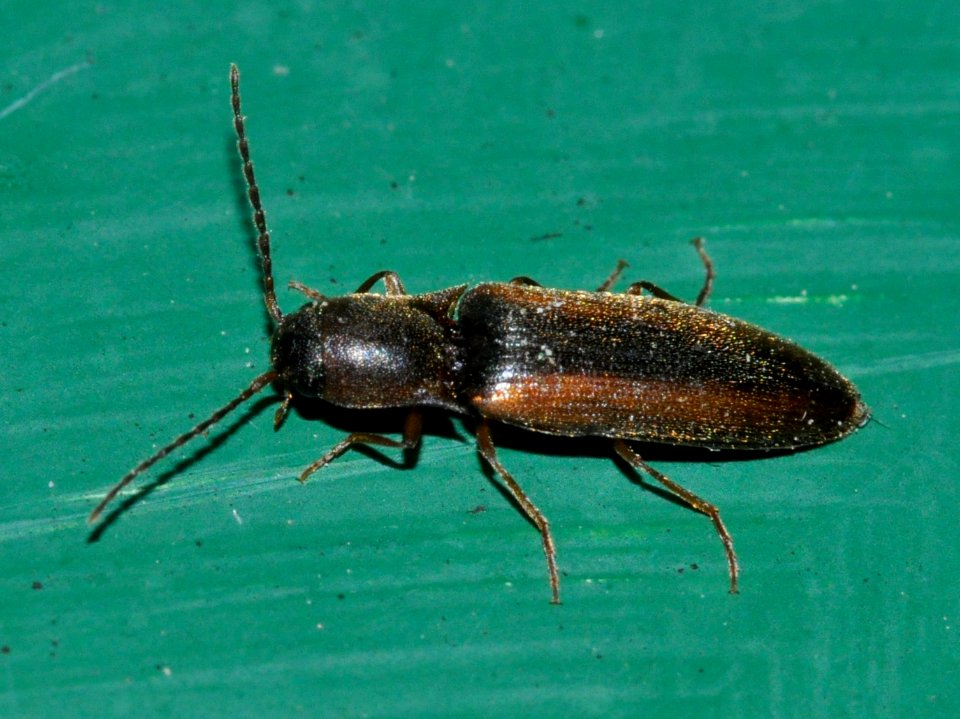Dalopius-marginatus-08-fws