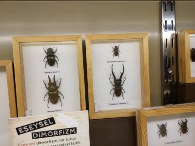 Dört böcek