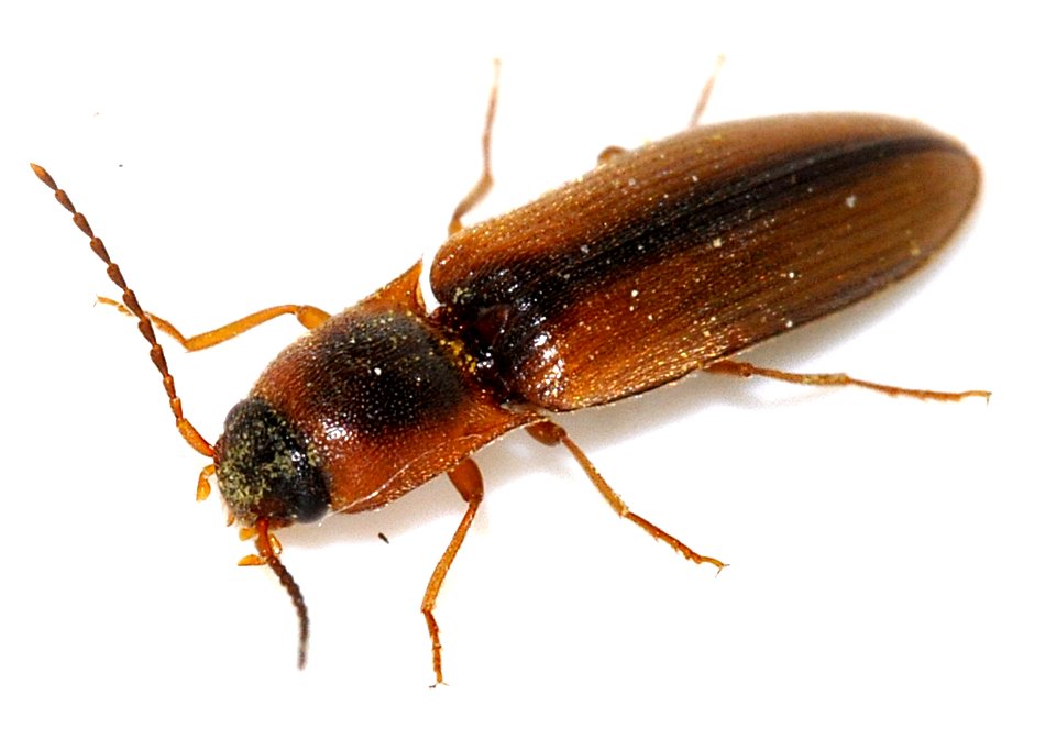Dalopius-marginatus-19-fws