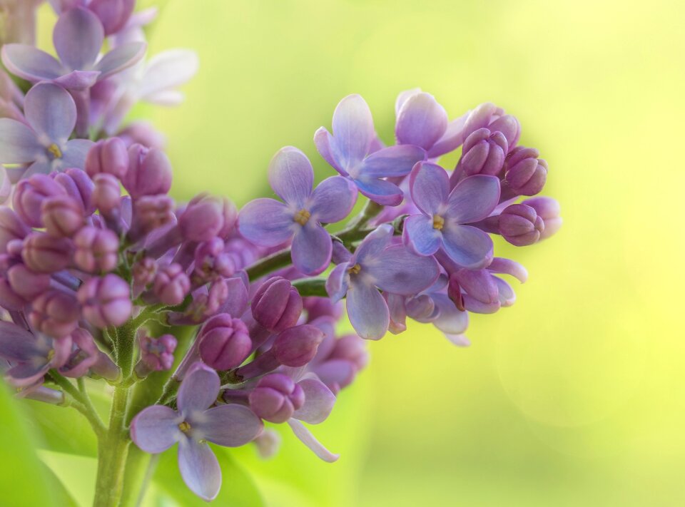 Common lilac plant blossom