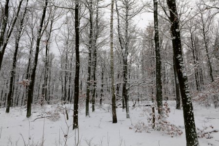 Düppeler Forst south of Königstraße with snow 2021-01-30 27