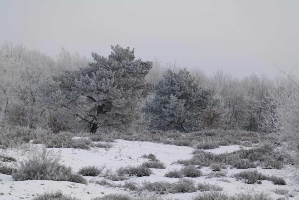 Döberitzer Heide with snow 2021-02-14 92