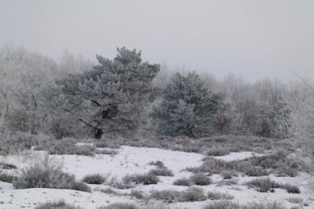 Döberitzer Heide with snow 2021-02-14 92