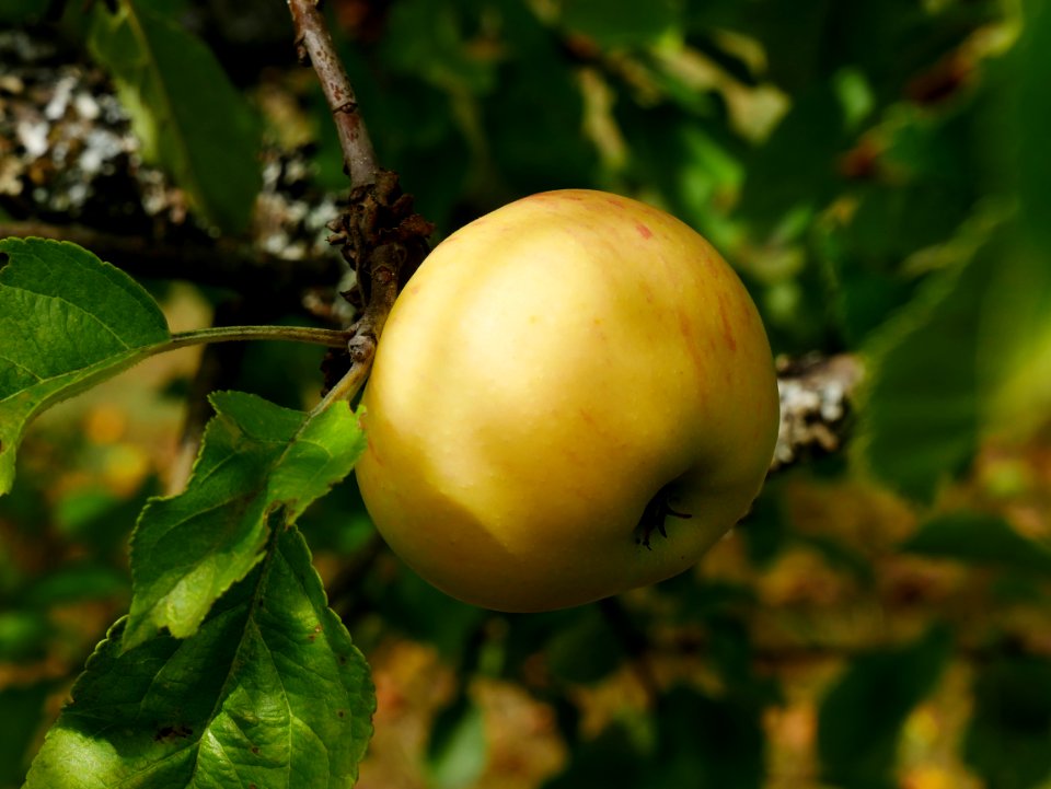 Dülmener Rosenapfel Freilichtmuseum Roscheider Hof Frucht H8