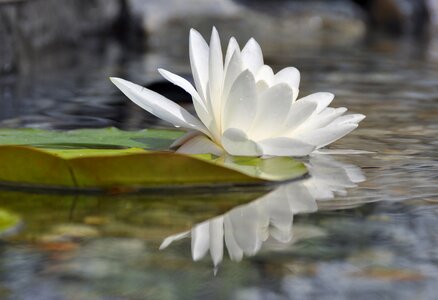 Aquatic plant lake rose pond photo