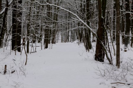 Düppeler Forst south of Königstraße with snow 2021-01-30 16