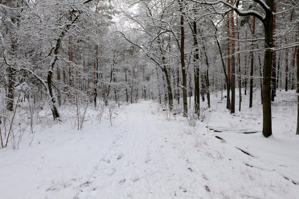Düppeler Forst north of Königstraße with snow 2021-01-30 15