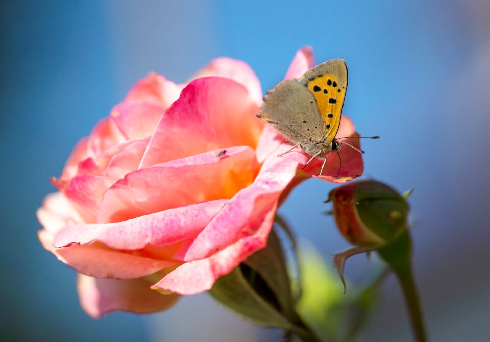 Bloom butterfly fire falter