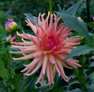 Dahlia