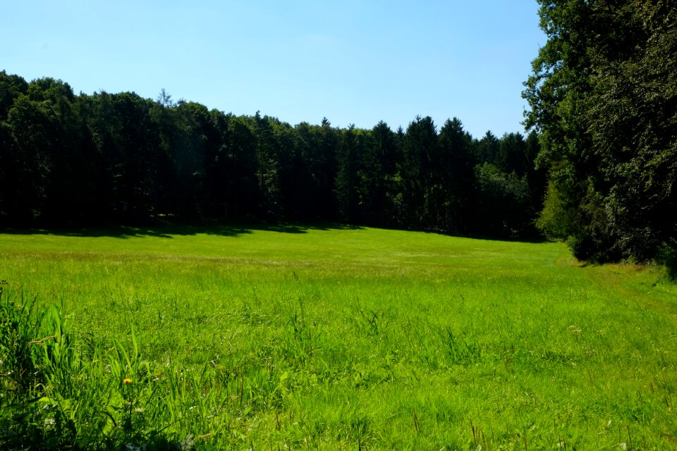 Forest summer landscape