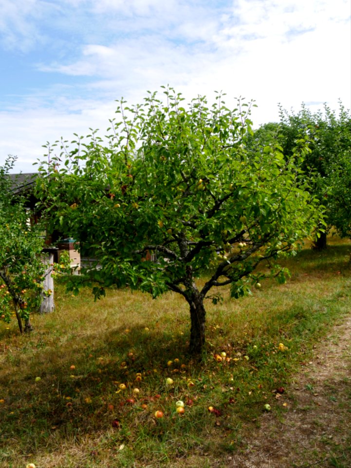 Dülmener Rosenapfel Freilichtmuseum Roscheider Hof Ganzer Baum H2