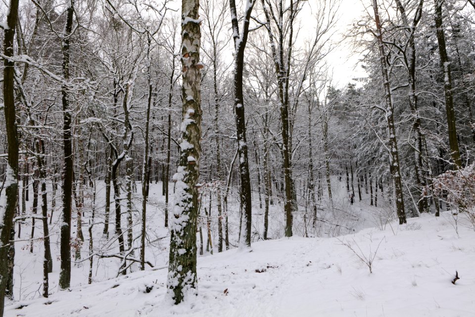 Düppeler Forst north of Königstraße with snow 2021-01-30 25