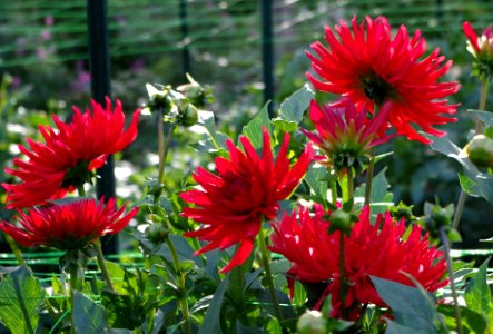 Dahlia.4