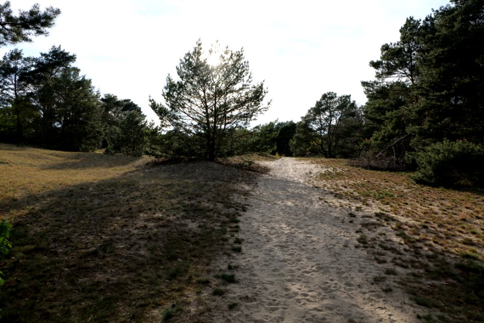 Dünen Dabendorf 2021-05-09 04