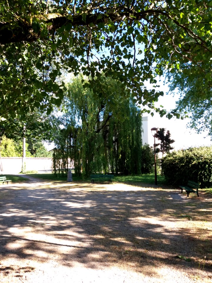 Dagneux - Rond-point Saint-Louis, parc avec saule