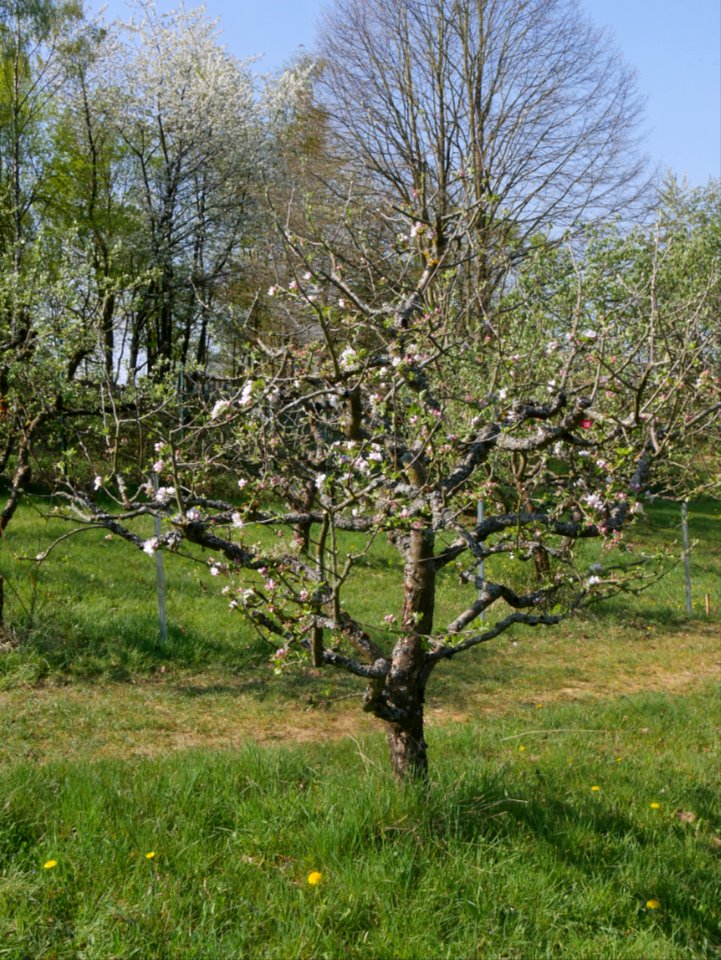 Dülmener Rosenapfel Freilichtmuseum Roscheider Hof Ganzer Baum H1