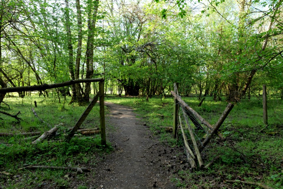 Dahlemer Feld Grunewald 2021-05-10 01