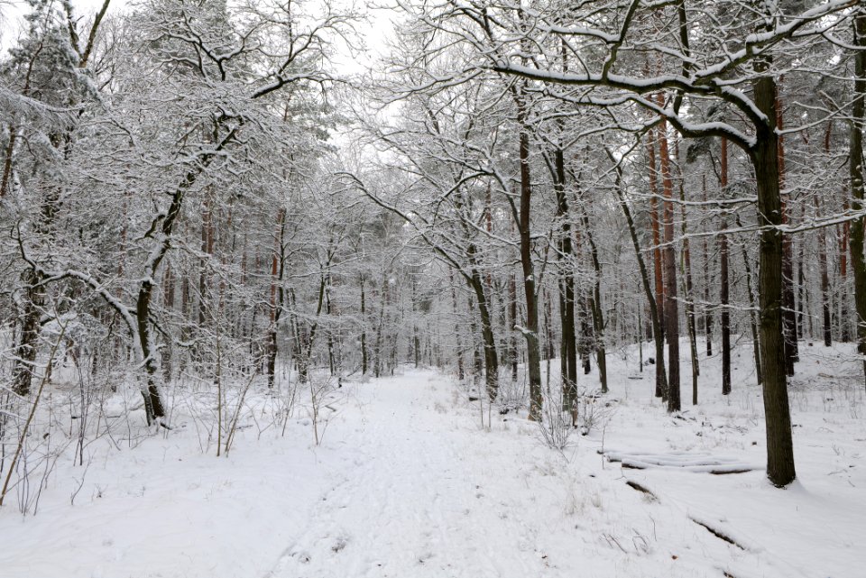Düppeler Forst north of Königstraße with snow 2021-01-30 13
