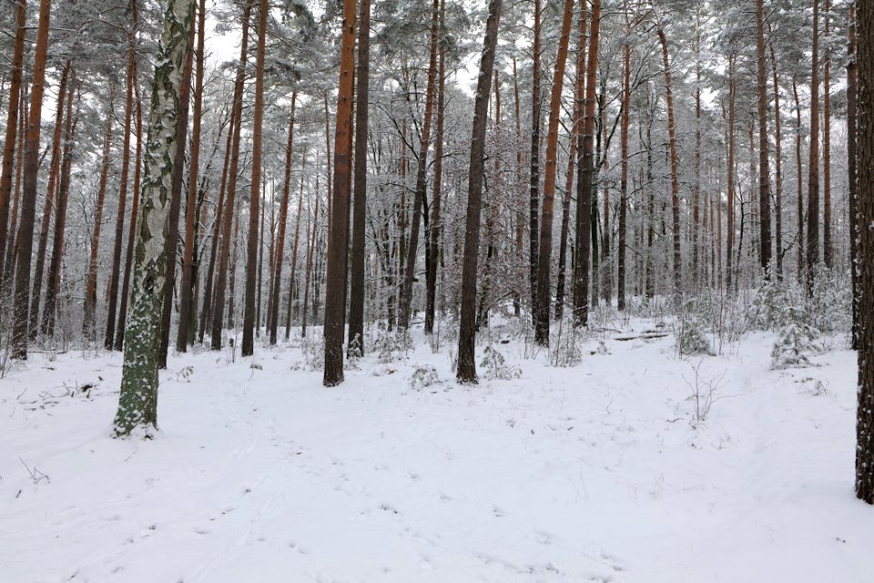 Düppeler Forst north of Königstraße with snow 2021-01-30 19