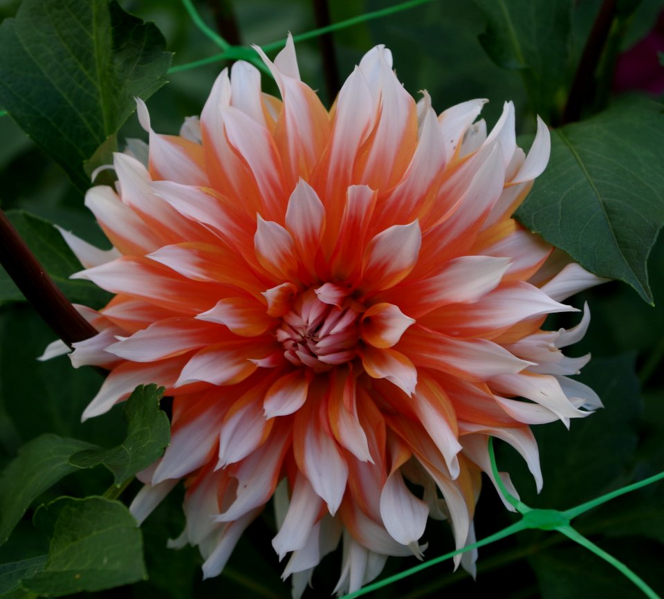 Dahlia.17