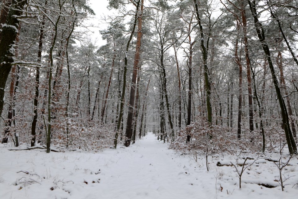 Düppeler Forst south of Königstraße with snow 2021-01-30 07
