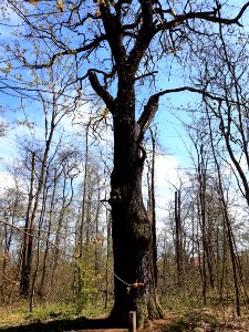 DölauerHeide Genscher-Eiche (1)