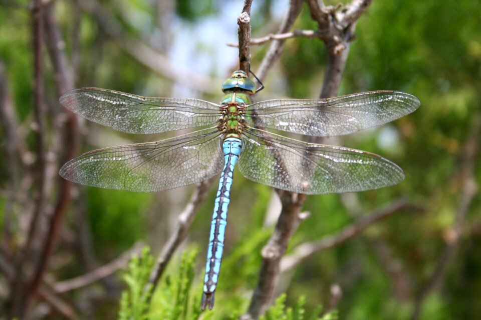 Close up wing flight insect