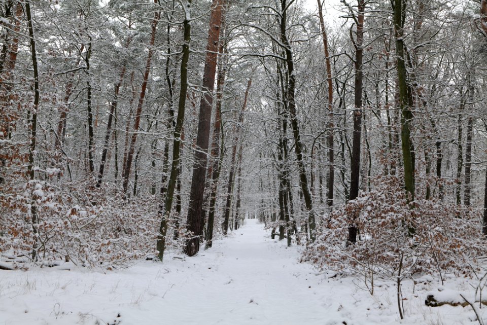 Düppeler Forst south of Königstraße with snow 2021-01-30 08