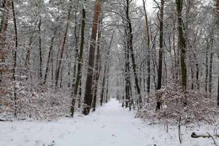 Düppeler Forst south of Königstraße with snow 2021-01-30 08