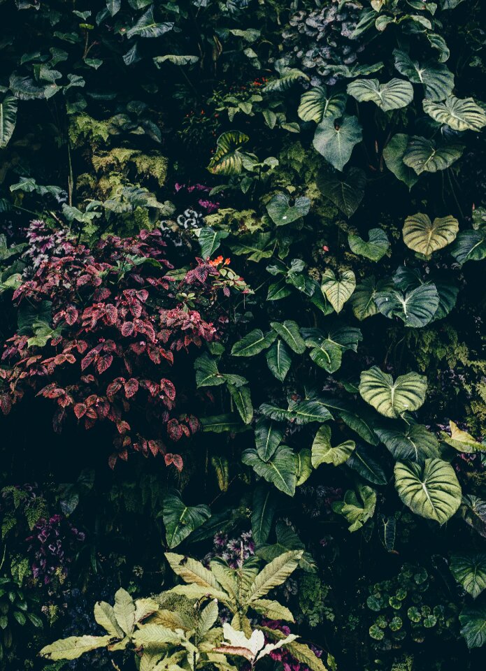 Ivy leaves color