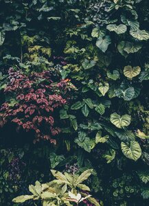 Ivy leaves color